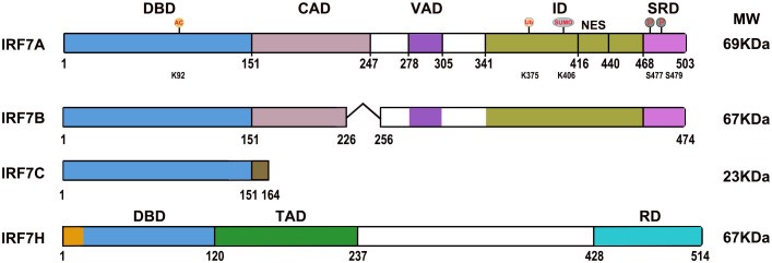 Diagrams of the IRF7 isoform domains.jpg